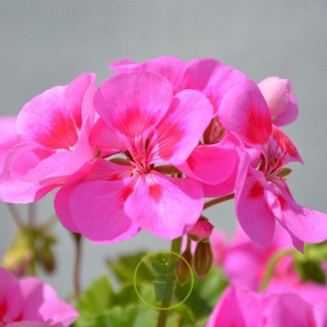 Géranium droit rose : rose