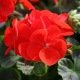 Géranium droit Scarlet : rouge