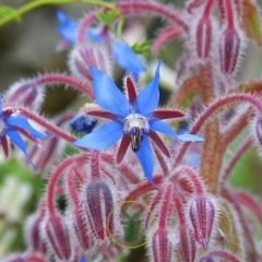 Bourrache officinale bleue - Borago officinalis Bourrache officinale bleue - Borago officinalis