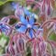 Bourrache officinale bleue - Borago officinalis