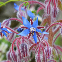 Graines de bourrache officinale (Borago officinalis) – fleurs étoilées bleues, plante mellifère et condimentaire à semer au jard