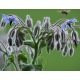 Bourrache officinale - Borago officinalis