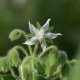 Bourrache officinale blanche - Borago officinalis