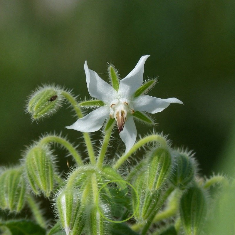 Graines de bourrache officinale à semer au jardin