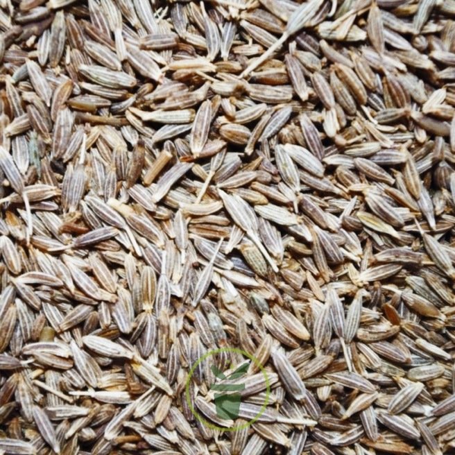 Nos graines aromatiques de cumin des prés bio - La Bonne Graine