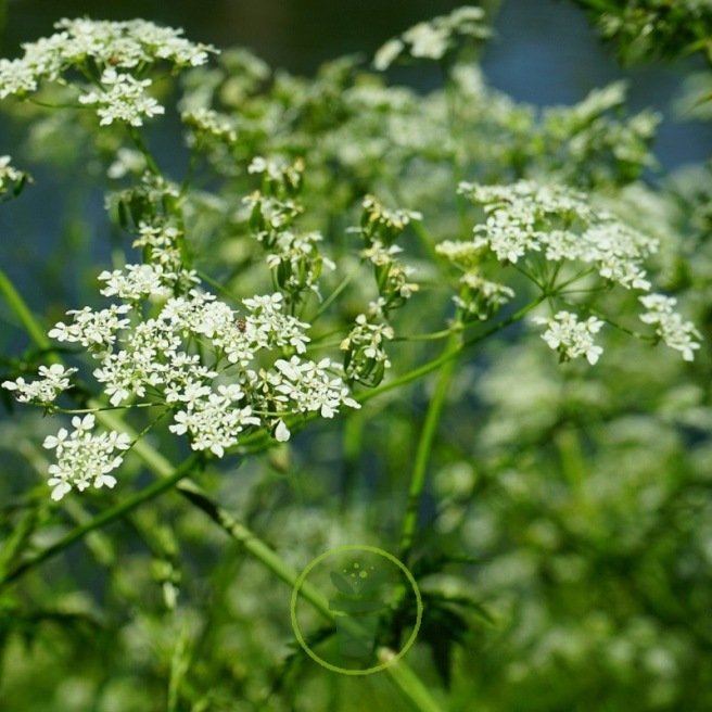 Graines d'anis vert - Plante aromatique