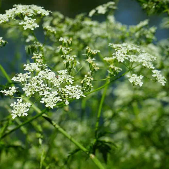 Cumin (Cuminum Cyminum) 350 graines