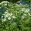 Cumin (Cuminum Cyminum) 350 graines