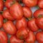 Tomate Roma BIO 0,1 gramme