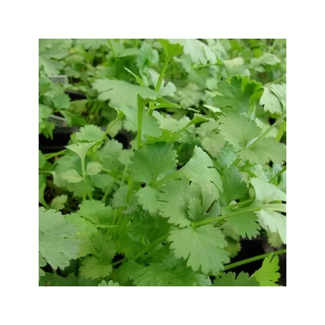 Coriandre