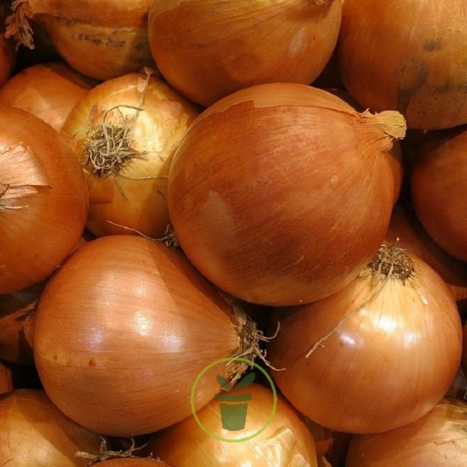 Oignon à planter Sturon