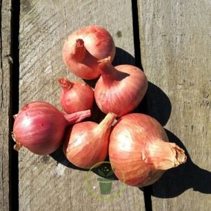 Échalote à planter Red Sun