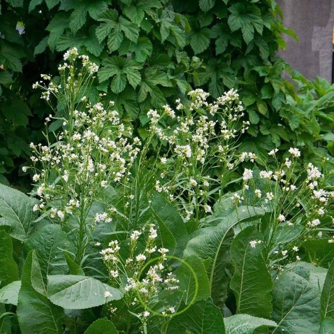 Raifort de l’Ardèche 4 grammes Raifort de l’Ardèche 4 grammes
