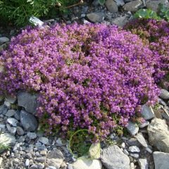 Thym serpolet 0,15 gramme (+/- 900 graines) Thym serpolet 0,15 gramme (+/- 900 graines)