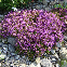 Thym serpolet (Thymus serpyllum) en floraison, plante aromatique couvre-sol mellifère cultivée à partir de graines