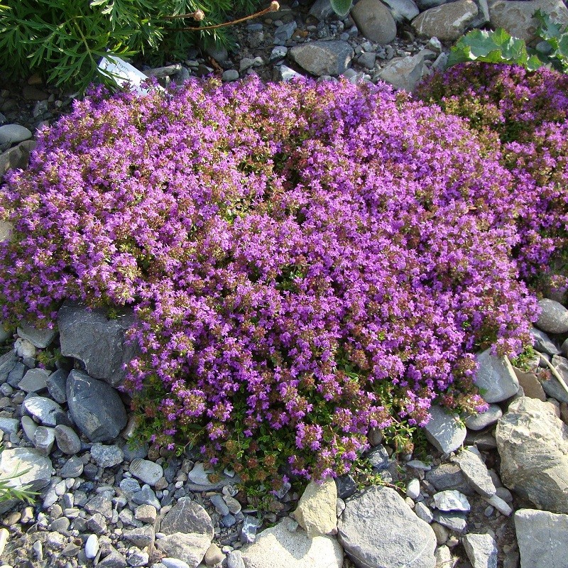 Thym serpolet rampant en sachet de 1200 graines Thymus serpyllum