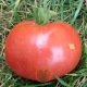 Tomate Rose de Berne - graines