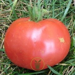 Tomate Rose de Berne 25 graines