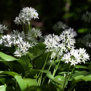 Ail des ours 50 graines