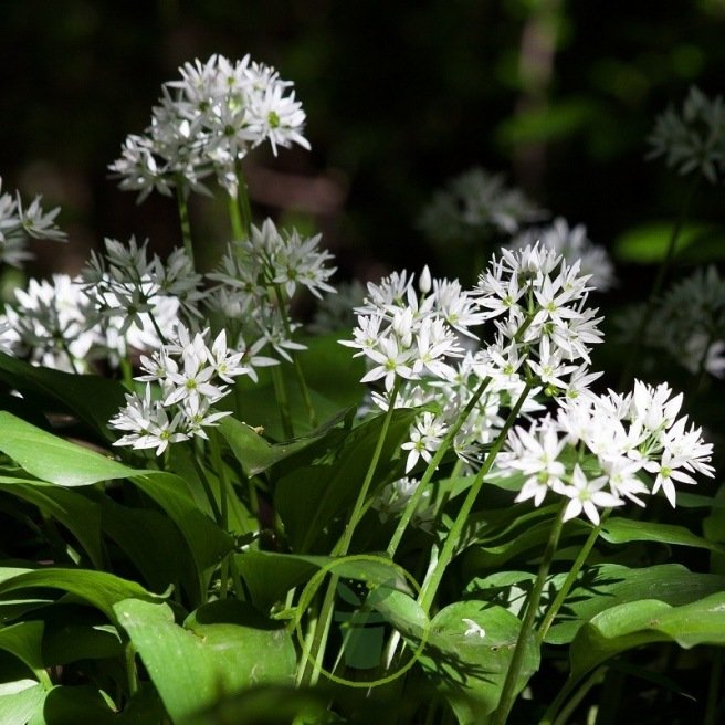 Ail des ours – graines à semer au potager, en pot ou en jardinière