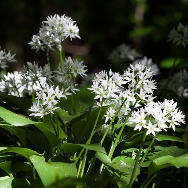 Ail des ours 50 graines