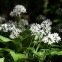 Ail des ours 30 graines