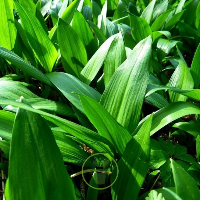 Ail des ours 50 graines Ail des ours 50 graines