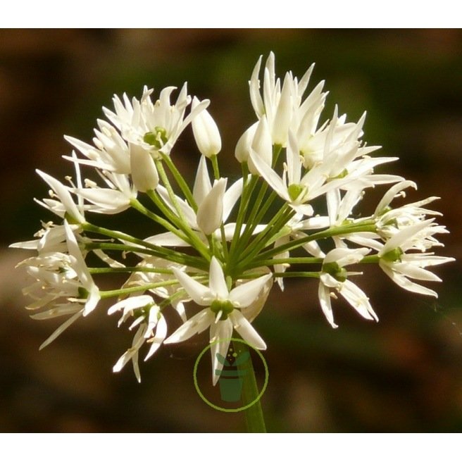 Ail des ours 50 graines Ail des ours 50 graines