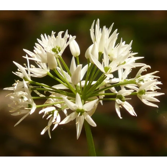 Ail des ours 50 graines