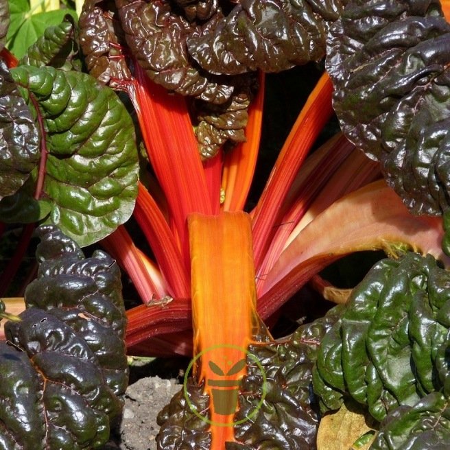 Poirée - Bette à cardes rouges Poirée - Bette à cardes rouges