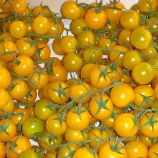 Tomate cerise jaune