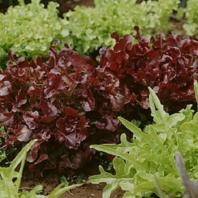 Laitues à couper mélange facile à cultiver