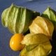 Physalis franchetti Gigantea ( Lanterne chinoise ) 100 graines