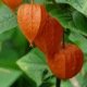 Physalis franchetti Gigantea ( Lanterne chinoise ) 100 graines