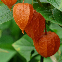 Physalis franchetti Gigantea graines – lanterne chinoise orange plante vivace décorative jardin