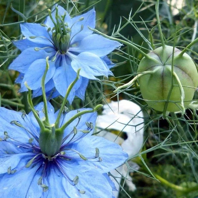 Nigelle de Damas Persian Jewels double variée 