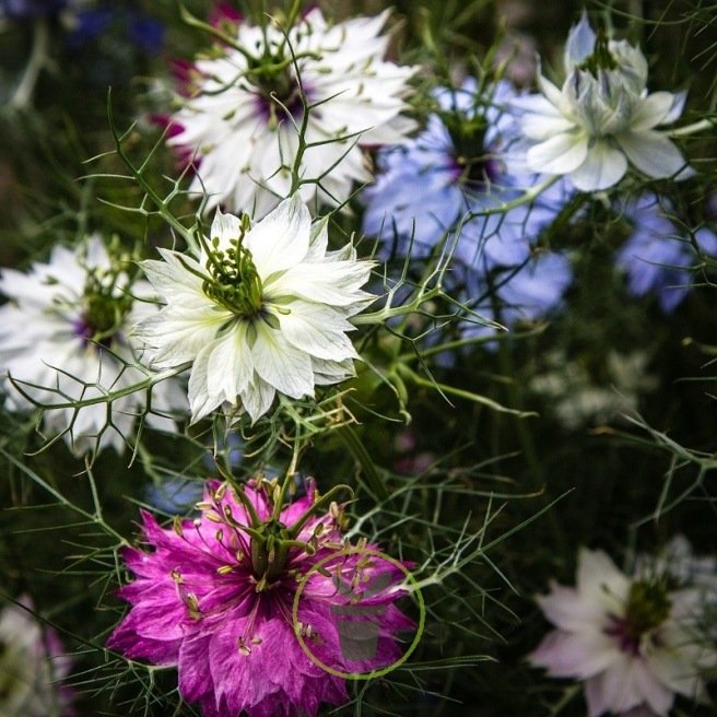 Nigelle de Damas : Entretien fleur et plantation - Exposition, arrosage