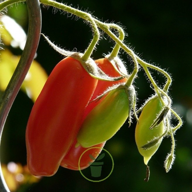 Tomate Andine Cornue – Variété rustique, productive et reproductible