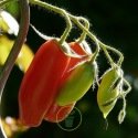 Tomate Andine Cornue 25 graines