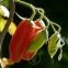 Tomate Andine Cornue 40 graines