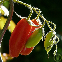Graines de Tomate Andine Cornue