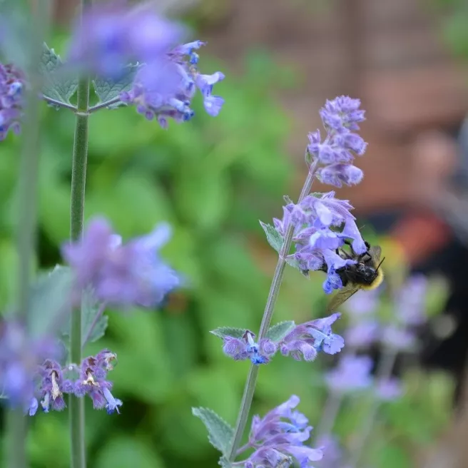  Cataire - Herbe aux chats 300 graines - Nepeta cataria