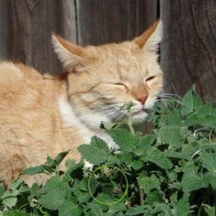 Nepeta Cataria Cataire Herbe Aux Chats Plante Vivace Rustique
