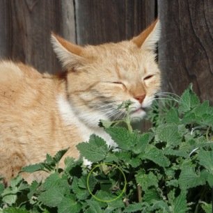 Graines de cataire ou herbe aux chats