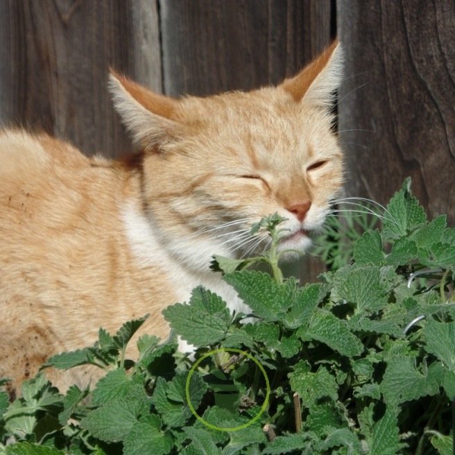 Nepeta curviflora - Herbe à chat à fleur courbe pour jardin sec