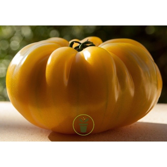 Graines de Tomate Ananas Graines de Tomate Ananas