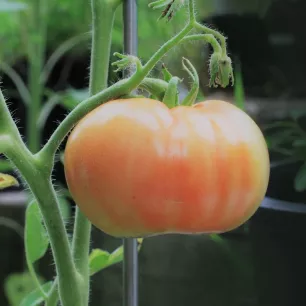 Graines de Tomate Ananas