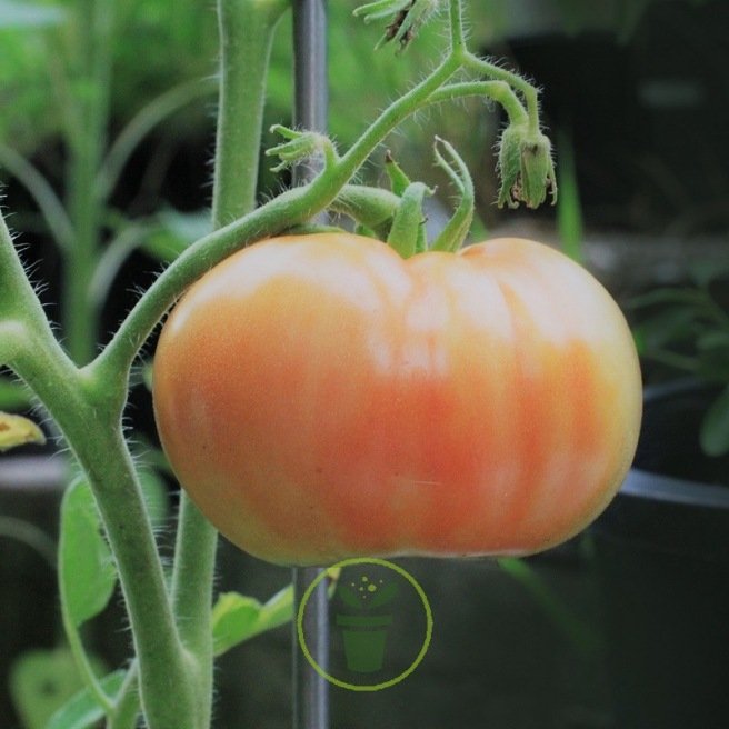 Graines de Tomates  Un large choix de Semences en ligne