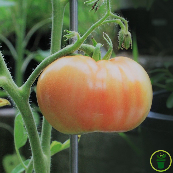 Graines de Tomate Ananas