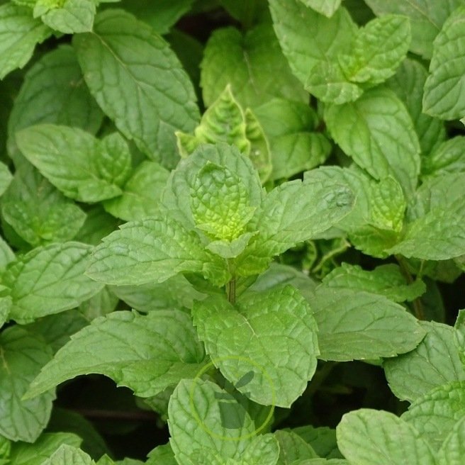 Menthe crépue - Menthe poivrée - Mentha piperita